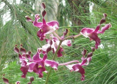 פאזל של Dark purple orchid, Singapore