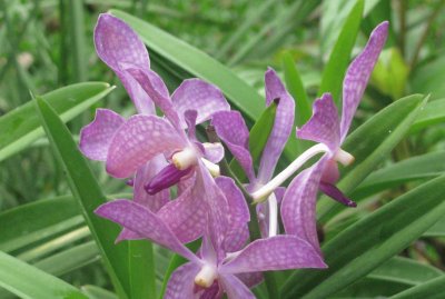 פאזל של Stunning purple orchid, Singapore