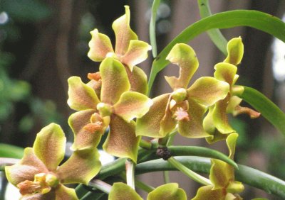 פאזל של Orange-yellow orchid, Singapore
