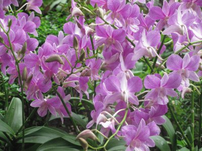 פאזל של Lilac orchids, Singapore