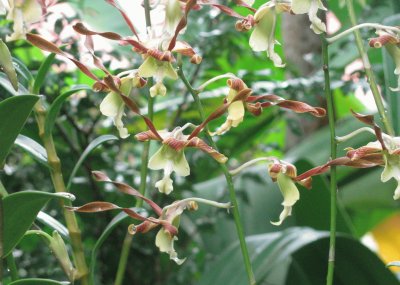 פאזל של Yellow-brown orchids, Singapore