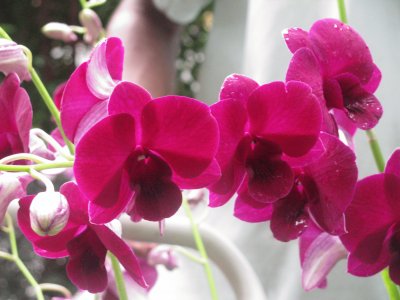 פאזל של Burgundy orchids, Singapore