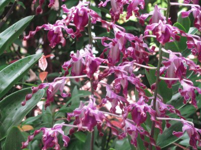 פאזל של Burgundy corkscrew orchids, Singapore