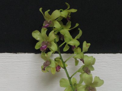 Pale yellow orchid on black and white, Singapore