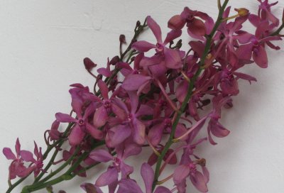 Mauve orchids against white, Singapore