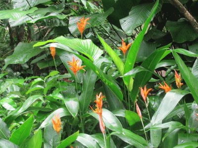 Orange heliconias, Singapore