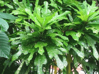 Speckled green leaves, Singapore