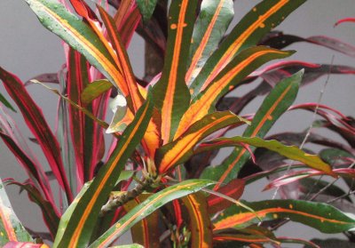 Orange and green leaves, Singapore