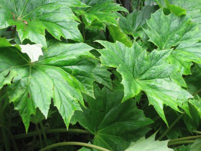 Starshaped green leaves, Singapore