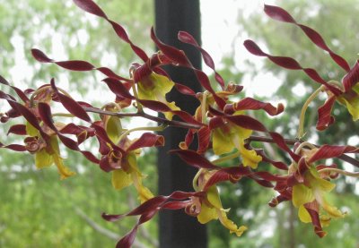 Yellow and mauve lanky orchid, Singapore