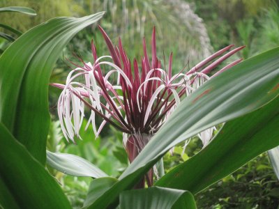 Burgundy and white firework flower, Singapore