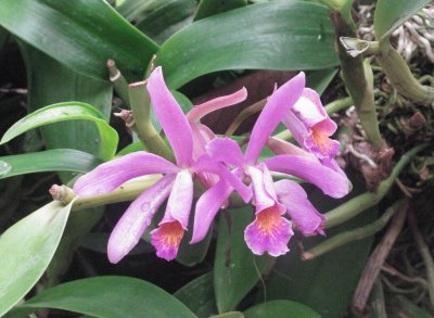 Pinky purple orchid, Singapore