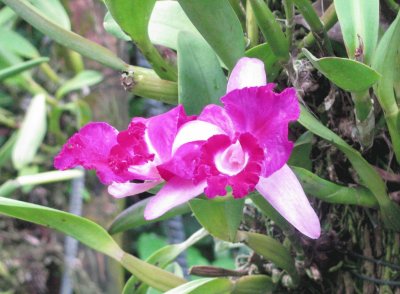 Hot pink orchid, Singapore