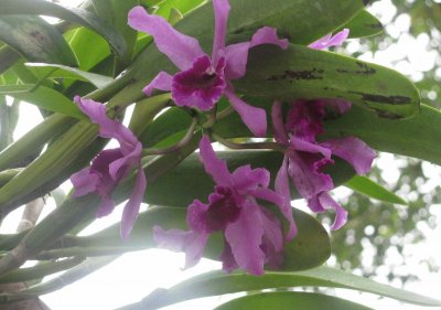 Black-purple orchids backlit, Singapore