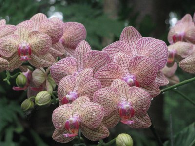 Speckled orchids, Singapore