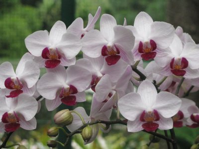 White and burgundy orchids, Singapore