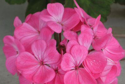 Pink hydrangea, Australia