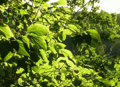 Sunlight through leaves, Germany