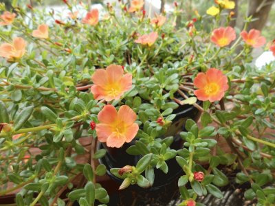 Orange flowers in a pot, Australia