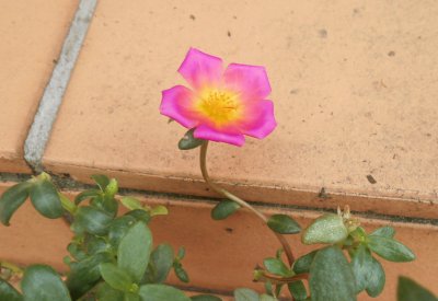 Pink succulent, Australia