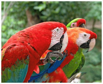 Guacamayas. Venezuela