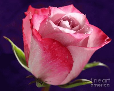 Sooo Beautiful Rose