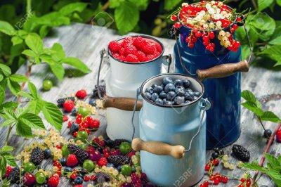 Freshly Harvested Wild Berries