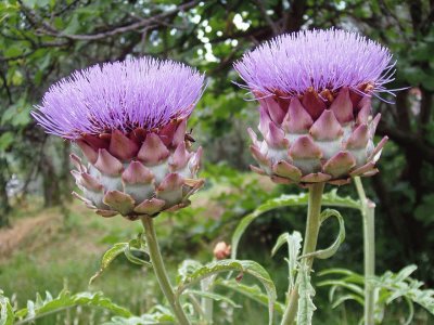 Pretty Artichoke Blooms with Purple Flowers