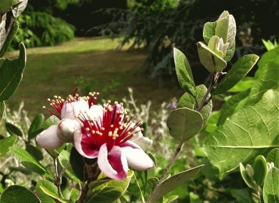 Feijoa