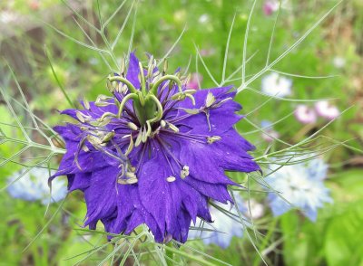 Nigelle de Damas