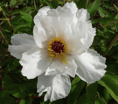 pivoine arbustive