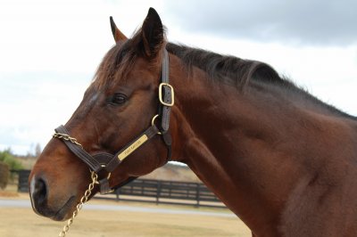 Fury Kapcori | Thoroughbred Stallion