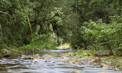 PN El Rey. Salta. Argentina