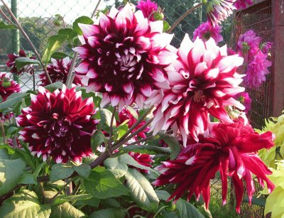 Burgundy and white dahlias, Varanasi, India