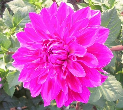 Hottest pink dahlia, Varanasi, India