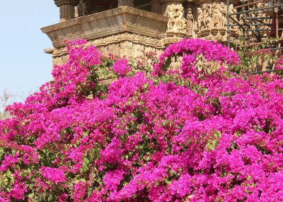 Hot pink bougainvillea at Khajuraho temples, India