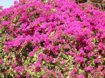 Massive pink bougainvillea at Khajuraho, India