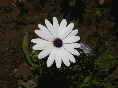 White African daisy, India