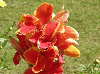 Orange-yellow amaryllis, Udaipur, India