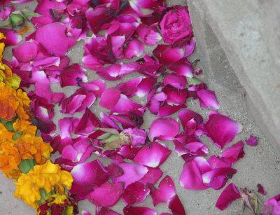 Dark pink and orange petals, Agra, India