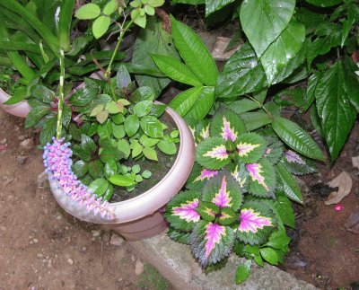 Green leaves, India