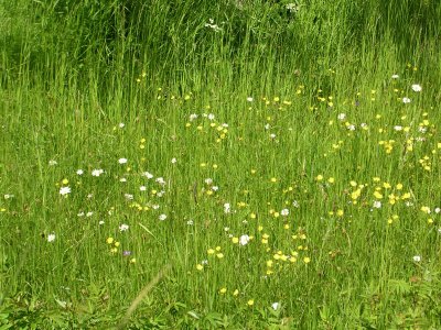 Wildflowers in the meadow, Gotland, Sweden