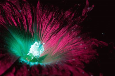 Flor Alcea Blanca por Craig Burrows