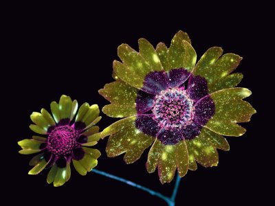 Flor Coreopsis por Craig Burrows