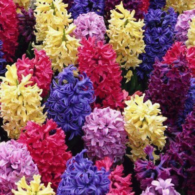 Hyacinth Colors