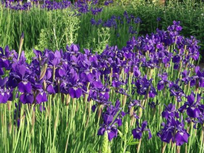 Purple Wild Iris Flowers