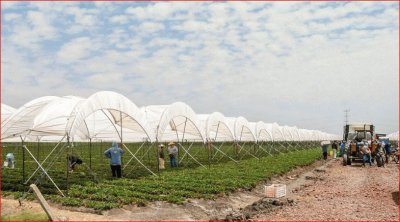 CAMPO AGRICOLA MEXICANO