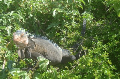 iguane