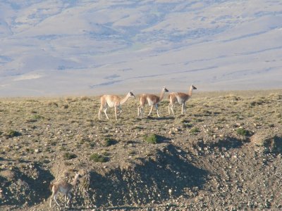 guanacos