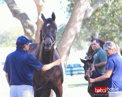 2002 Chestnut Mare Never Gone | By Gone West